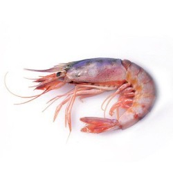PURPLE SHRIMP N.1 PER KG